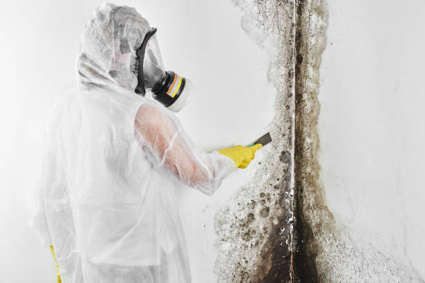 Best Emergency Mold Removal  in Cactus, TX