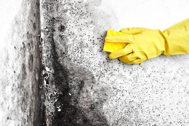 Best Local Mold Removal Service  in Cactus, TX