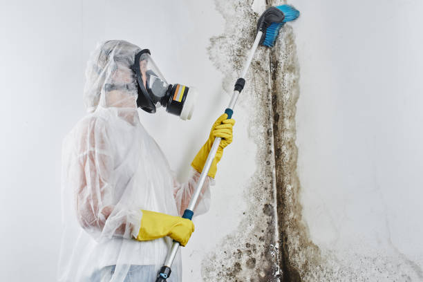 Best Affordable Mold Removal  in Cactus, TX