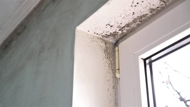 Best Same-Day Mold Removal  in Cactus, TX