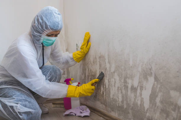 Best Mold Cleaning Services  in Cactus, TX