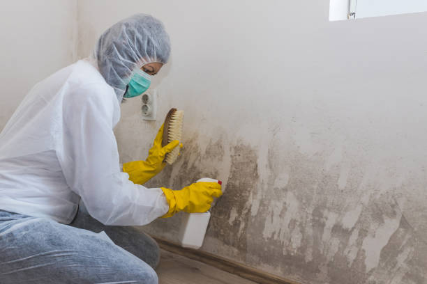 Best Local Mold Removal Service  in Cactus, TX