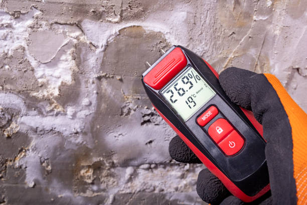 Best Black Mold Removal  in Cactus, TX