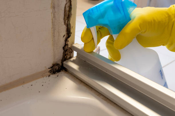 Best Professional Mold Removal  in Cactus, TX