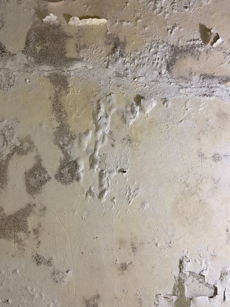 Best Certified Mold Removal  in Cactus, TX
