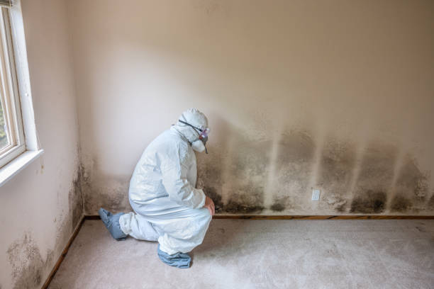 Reliable Cactus, TX Mold Removal Solutions