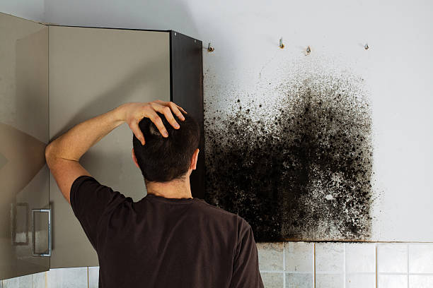 Attic Mold Removal in Cactus, TX